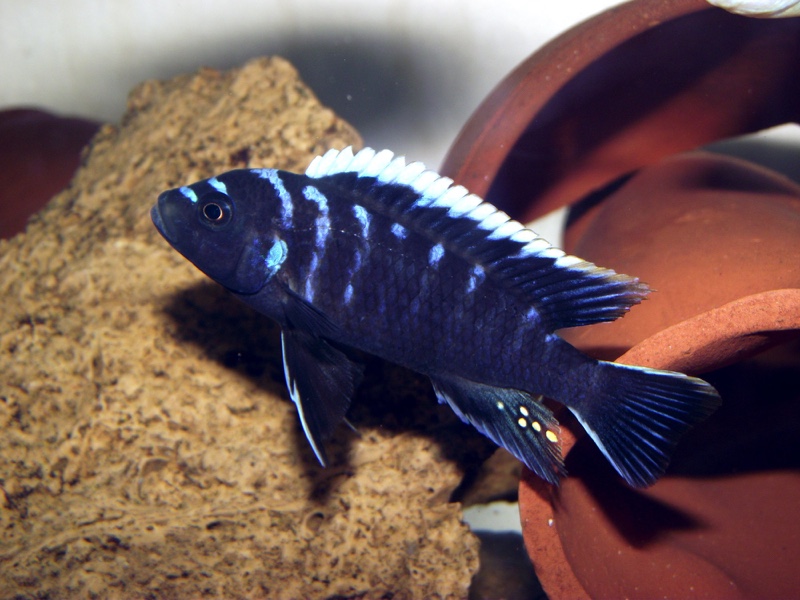 Cynotilapia zebroides 'Ndonga (Deep)'